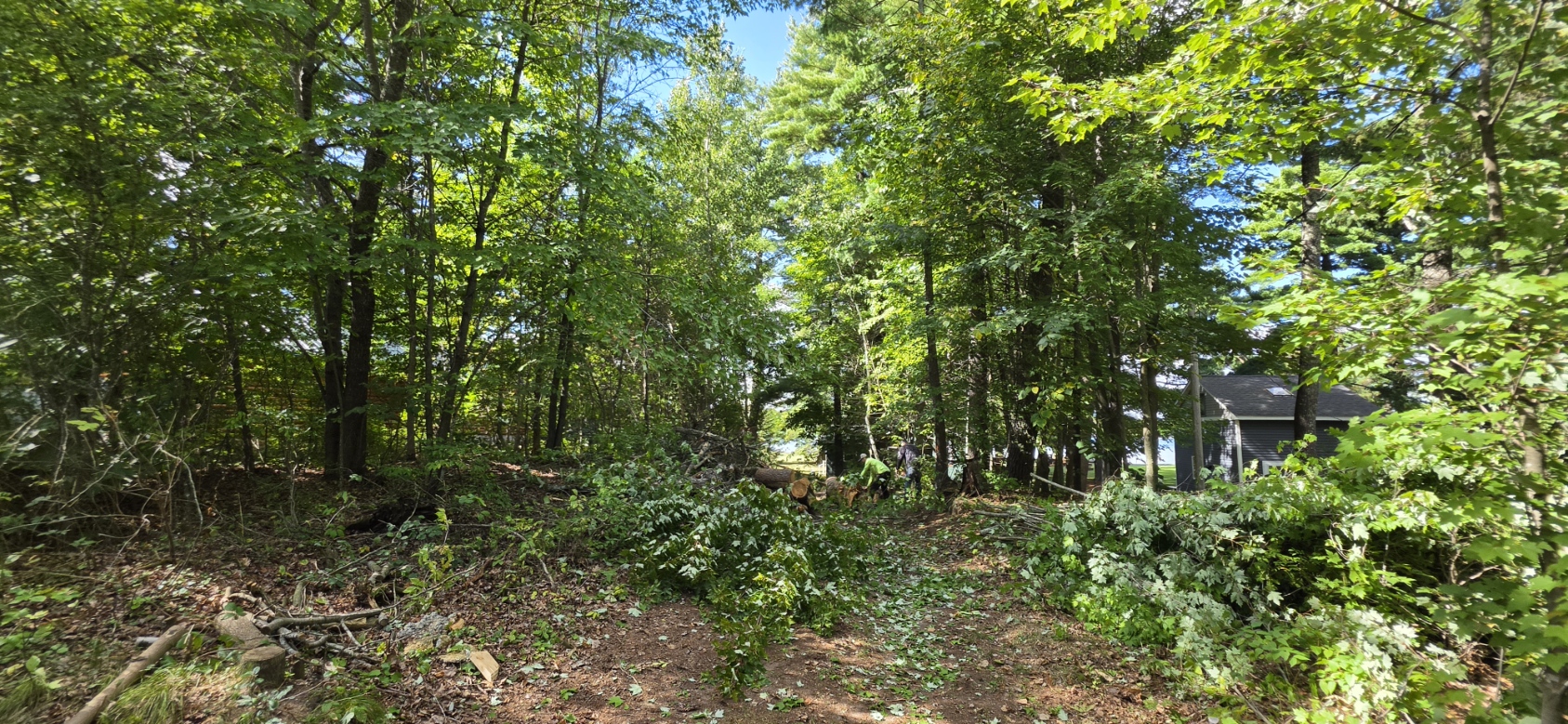 Before — dense woods where the driveway would go, Bone Lake cabin